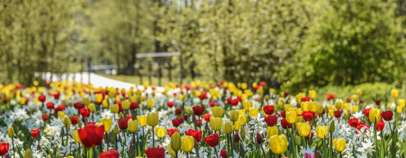 Tulpenteppich im Brenzpark